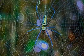 Đây là tỉnh nằm trong quy hoạch vùng thủ đô hà nội. Spider Poisonous Spider Colourful Embankment Six Legs Spiderweb Tongue Mesh Rain Forest Waterfall Fat Bac Giang Pikist