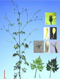Image result for Bidens bipinnata