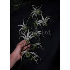 Image result for Microcoelia exilis