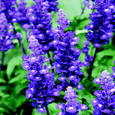 Image result for Salvia farinacea