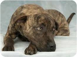 Black And Tan Plott Hound Lab Mix Pin On Books Worth Reading
