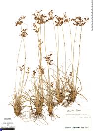 Image result for Fimbristylis dichotoma