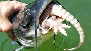 What Do Catfish Eat Best Catfish Baits How To Catch Catfish Youtube