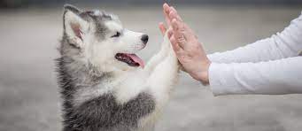Примеры заданий для экзамена pet sample papers (preliminary english test) или pet for schools sample papers можно найти ниже current papers (version 2020): Where To Find Pet Adoption Centres In Dubai Mybayut
