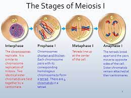 Meiosis i and mitosis are very similar. 31 Nutrition Label Worksheet Answer Key Quizlet Labels For You