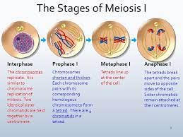 Meiosis answer key worksheets printable worksheets meiosis answer key showing top 8 worksheets in the category meiosis answer key some of the worksheets displayed are meiosis review work meiosis and mitosis mitosis worksheet flashcards | quizlet. 31 Nutrition Label Worksheet Answer Key Quizlet Labels For You