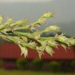 Image result for Polystachya cultriformis