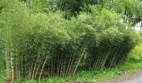 Fargesia Murielae Rufa Bamboo Landscape Clumping Bamboo Bamboo Garden