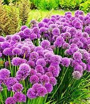 Duft Allium Staude Millenium Duftstauden Bei Baldur Garten Gartenstauden Mehrjahrige Pflanzen Pflanzen