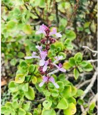 Image result for Aeollanthus