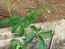 Image result for Cyphostemma hypoleucum