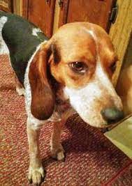 Northern California Beagle Rescue Beagles Available For Adoption Beagle Puppy Beagle Calm Dog Breeds
