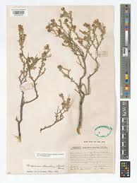 Image result for Hirpicium gracile