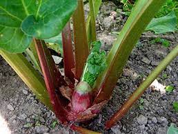 That rhubarb sauce my mom made? Growing Rhubarb From Seed Southern Exposure Seed Exchange