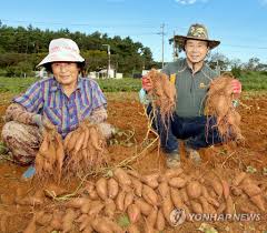 Most sweet potato varieties are ready to harvest 95 to 120 days after transplanting. Harvesting Sweet Potatoes Yonhap News Agency
