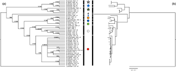 Image result for Brachystegia torrei