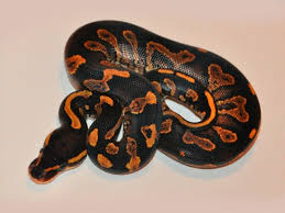 Black Head Yellow Belly Morph List World Of Ball Pythons Ball Python Pet Snake Cute Reptiles
