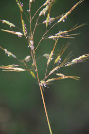 Image result for Capillipedium