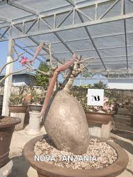 Image result for Nesaea sarcophylla