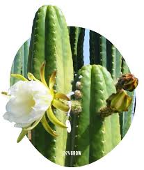 Los cuidados del cactus san pedro son más fáciles de lo que pueda parecer al principio, incluso conseguir que hagas sus grandes flores dado que su hábitat es una zona a gran altura y con lluvias frecuentes, esta especie puede soportar las temperaturas bajas mejor que la mayoría de cactus. San Pedro Cultivo Preparacion Efectos Y Mas Info