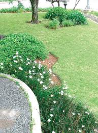 Pastikan menata mereka dengan baik sehingga muncul kesan indah dan asri. Rumput Jepang Dan Rumput Gajah Tumbuh Lebat Tidak Botak Ini Rahasianya Semua Halaman Idea
