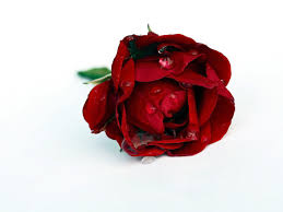 Nächste seite › 6.857 kostenlose bilder zum thema. Wallpaper Rote Rose Hintergrundbilder Fur Den Desktop Computer Bild