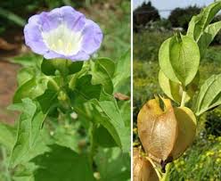 Image result for Nicandra