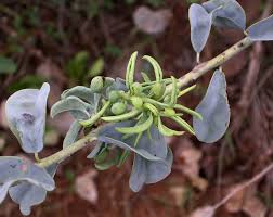 Image result for Maerua edulis