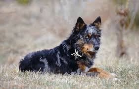 Ritratto di husky siberiano sdraiato con gli occhi azzurri. Cane Di Oropa Origini Prezzo Caratteristiche E Allevamenti Il Mio Cane E Leggenda