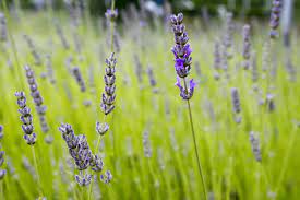 Check spelling or type a new query. Culinary Lavender Hgtv