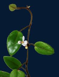 Image result for Begonia elaeagnifolia