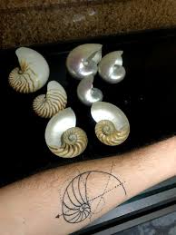 We did not find results for: My First Tattoo The Golden Ratio Next To The Nautilus Shells Of Aquario Done By Maura At Maura Tattoo Studio Porto Alegre Brazil Tattoos