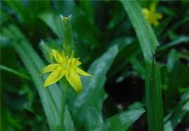 Image result for Hypoxis angustifolia