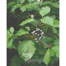 Image result for Sericorema sericea