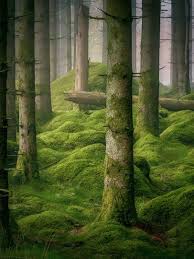 Forest Nature Moss Photography Forest Photography Woods Photography Nature