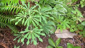 Image result for Manihot carthagenensis