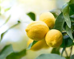 Maybe you would like to learn more about one of these? Planting And Caring For Lemon Trees Mein Schoner Garten