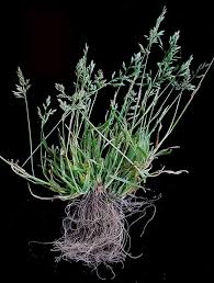 Image result for Poa annua