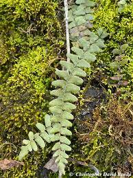Image result for Asplenium emarginatum