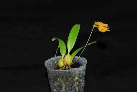 Image result for Bulbophyllum fuscum