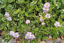 Image result for Asystasia