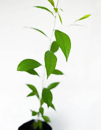 Image result for Margaritaria