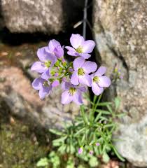 Image result for Cardamine pratensis