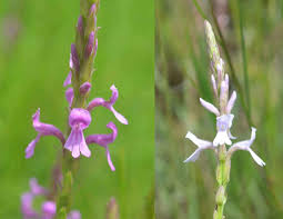 Image result for Gerardiina angolensis