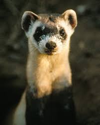 Image result for Feretia