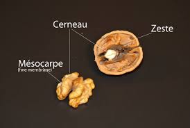 Crème, soufflé au zeste d'orange; Fluo La Noix Fruit Du Noyer Vegetaux Mikroscopia