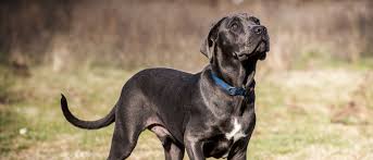 Some say yes some say no, regardless the breed standard has changed in europe years ago but has. Cane Corso All About Dogs Orvis