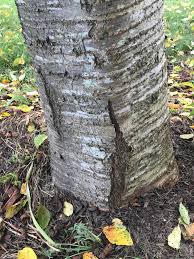The top countries of suppliers are china, japan, from which. Cherry Blossom Tree Bark Splitting Ask An Expert