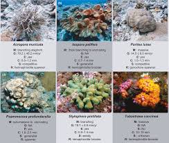 Image result for Sclerocroton