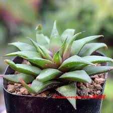 Image result for Euphorbia baylissii